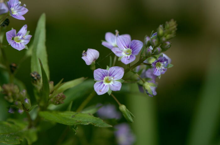 Flore de la Corse