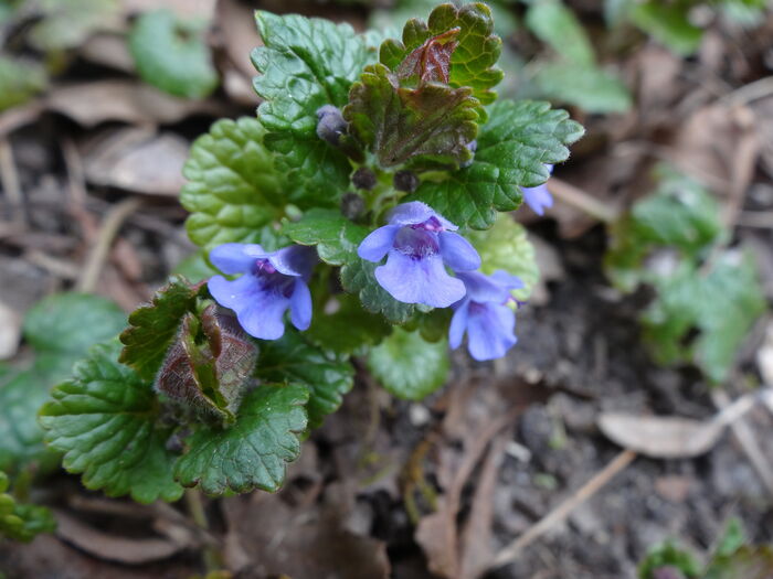 Flore de la Corse