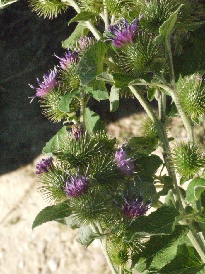 Flore de la Corse