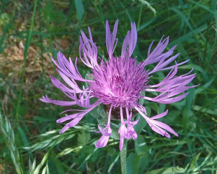 Flore de la Corse