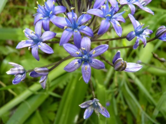 Flore de la Corse