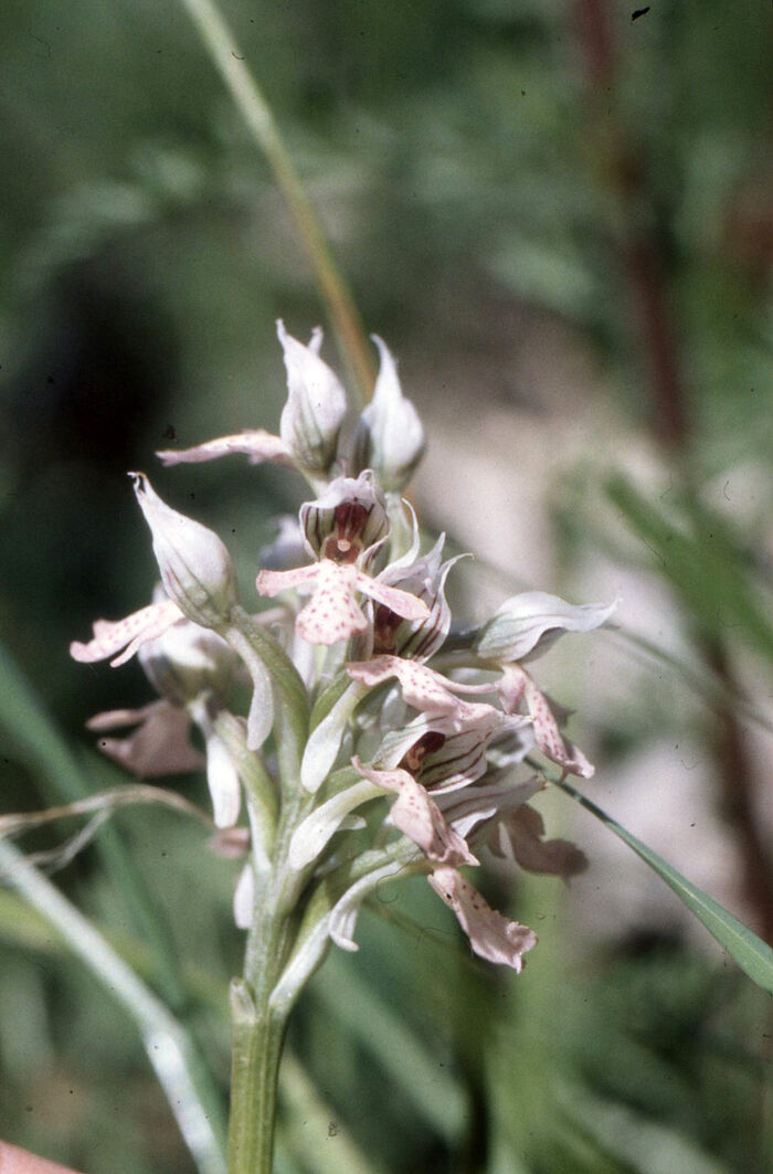 Flore de la Corse