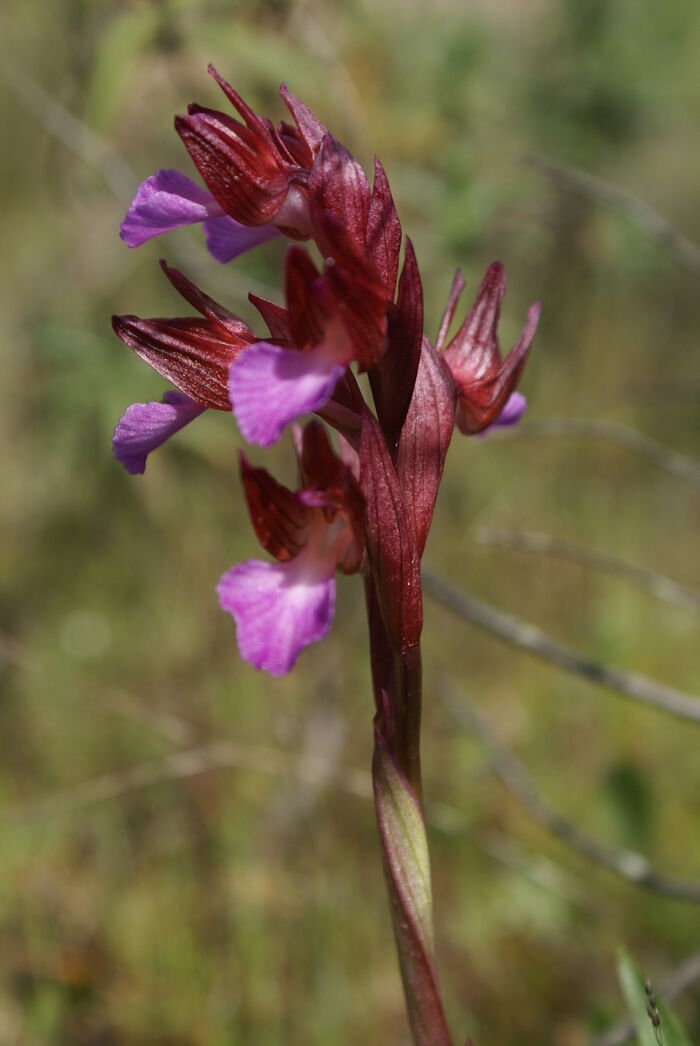 Flore de la Corse