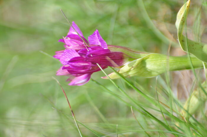 Flore de la Corse