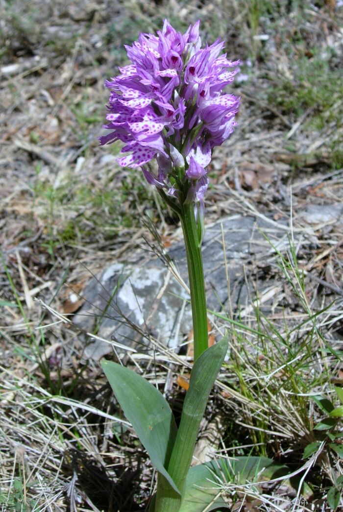 Flore de la Corse