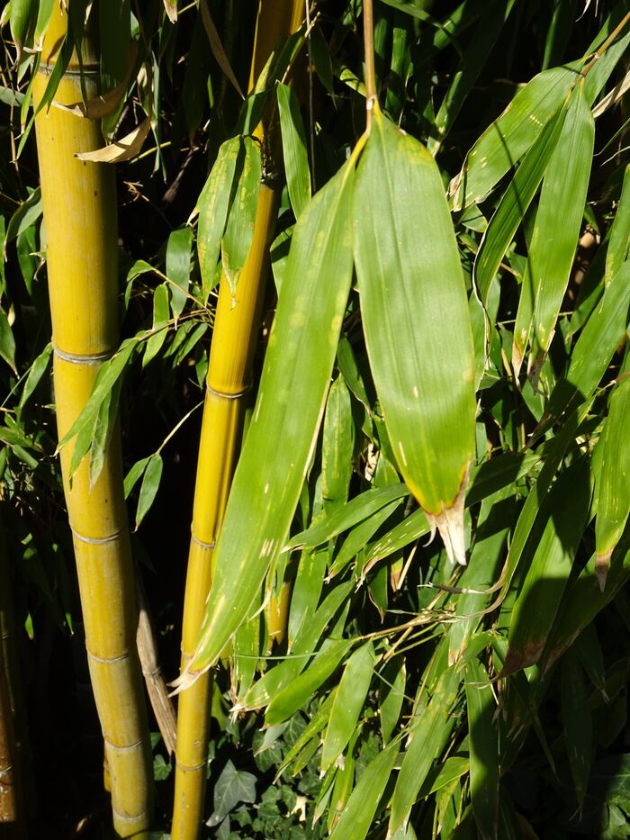 Flore de la Corse