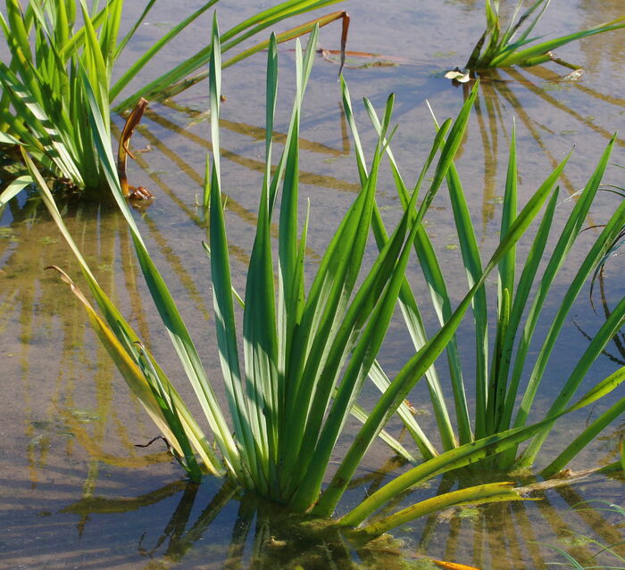 Flore de la Corse