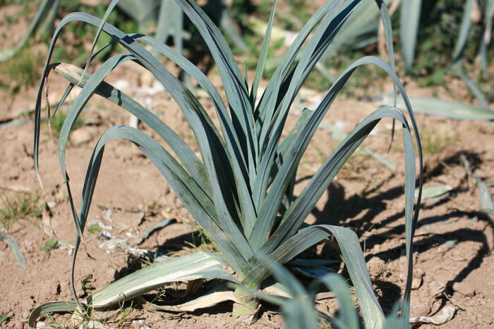 Flore de la Corse