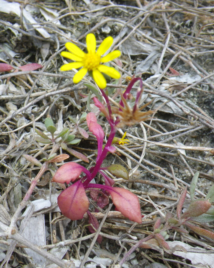 Flore de la Corse