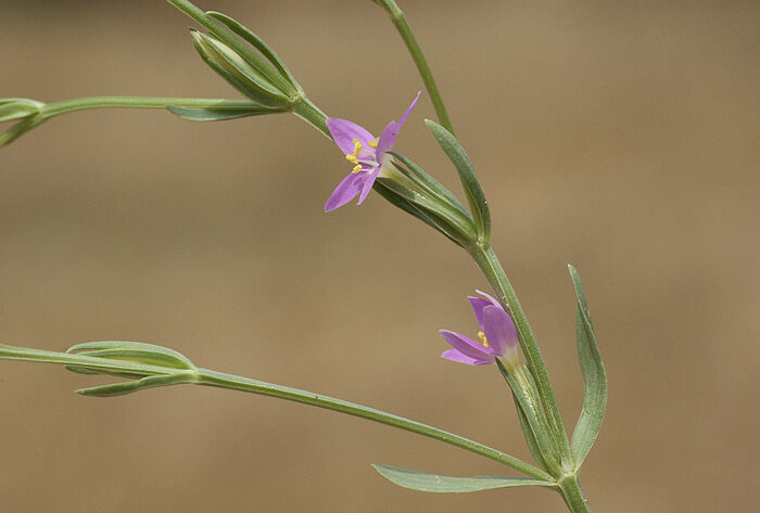 Flore de la Corse