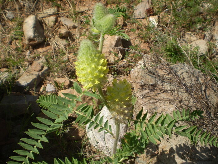 Flore de la Corse