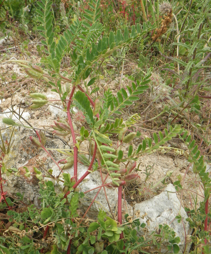 Flore de la Corse