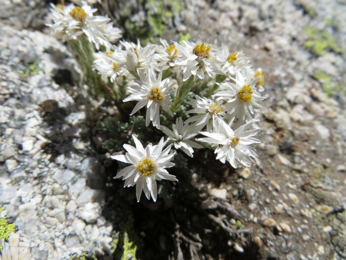 Flore de la Corse