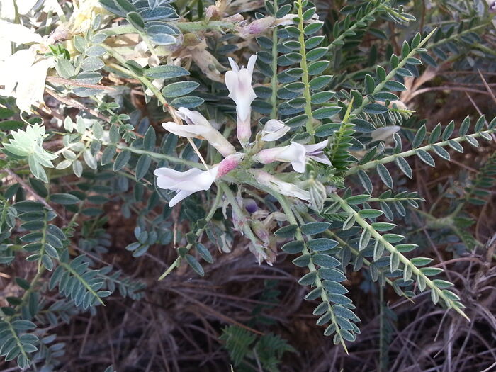 Flore de la Corse