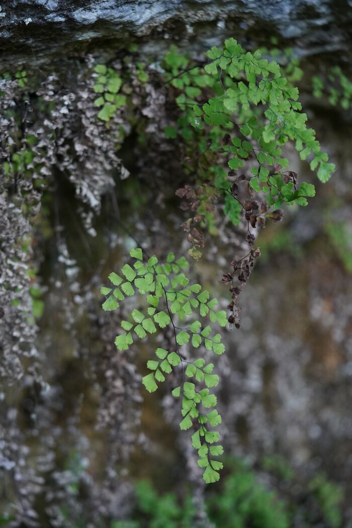 Flore de la Corse