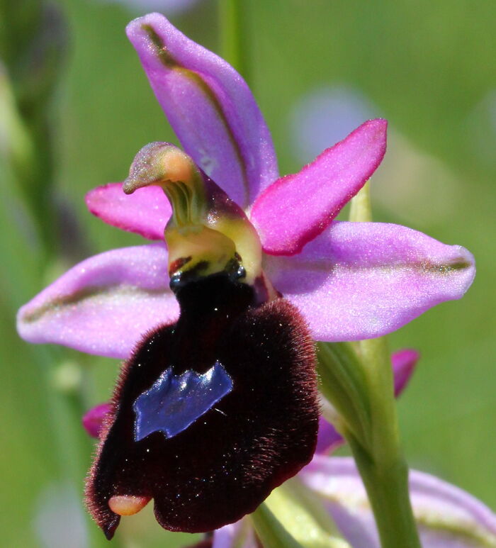 Flore de la Corse