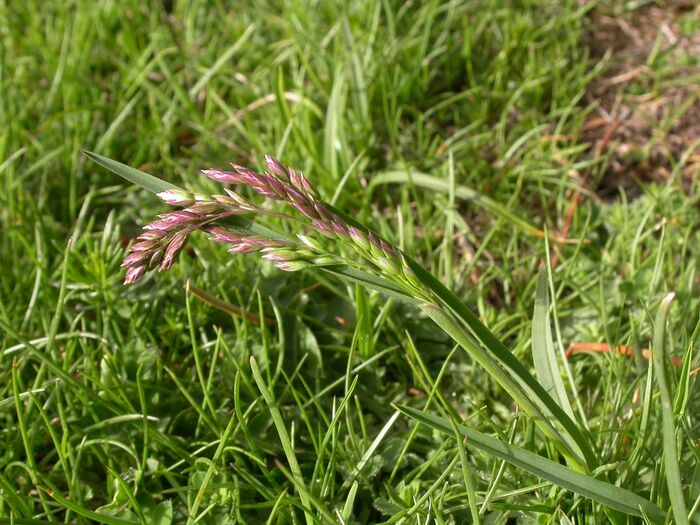 Flore de la Corse