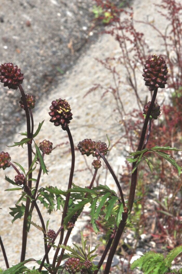 Flore de la Corse