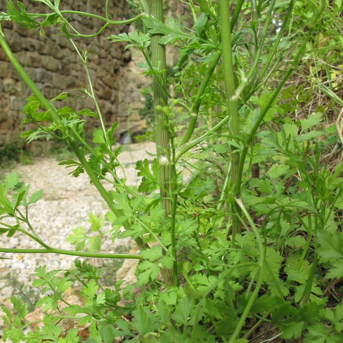 Flore de la Corse