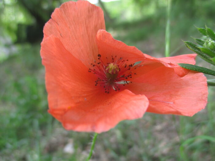 Flore de la Corse