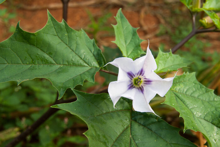 Flore de la Corse