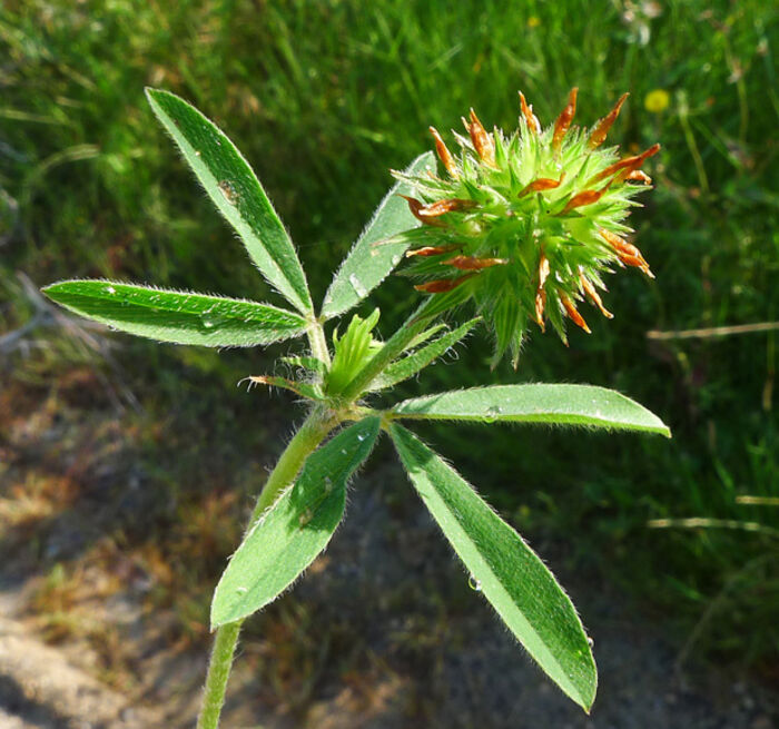 Flore de la Corse