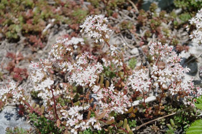 Flore de la Corse