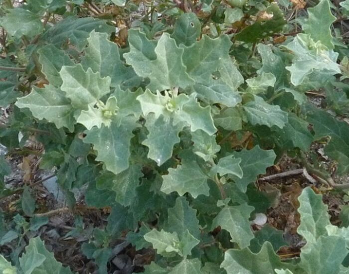 Flore de la Corse