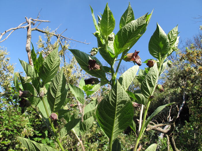 Flore de la Corse