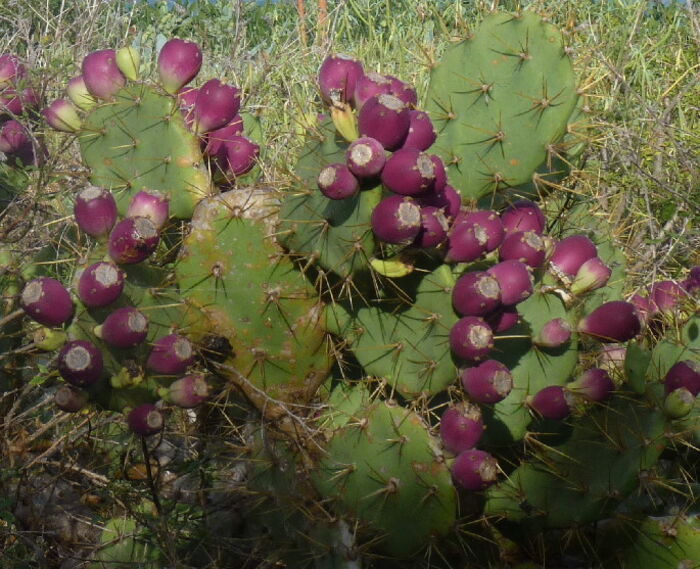 Flore de la Corse