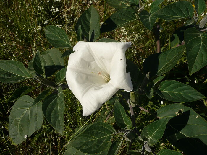 Flore de la Corse