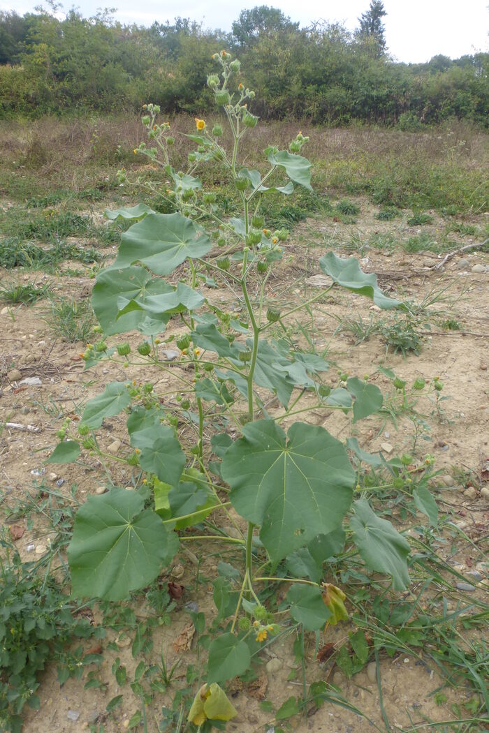 Flore de la Corse