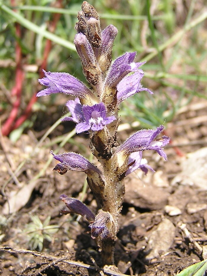 Flore de la Corse