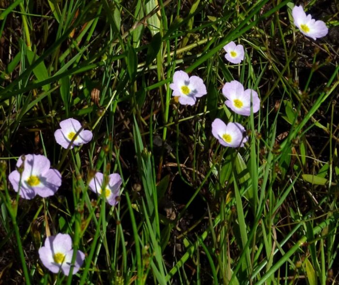 Flore de la Corse