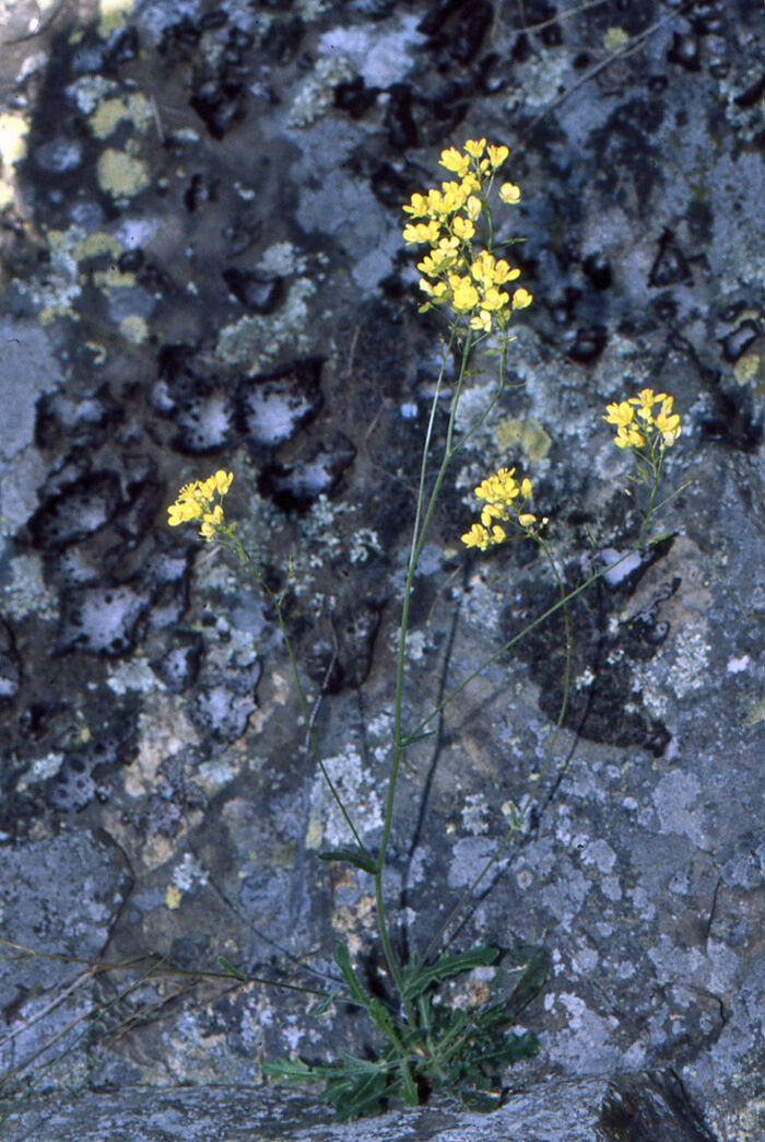 Flore de la Corse