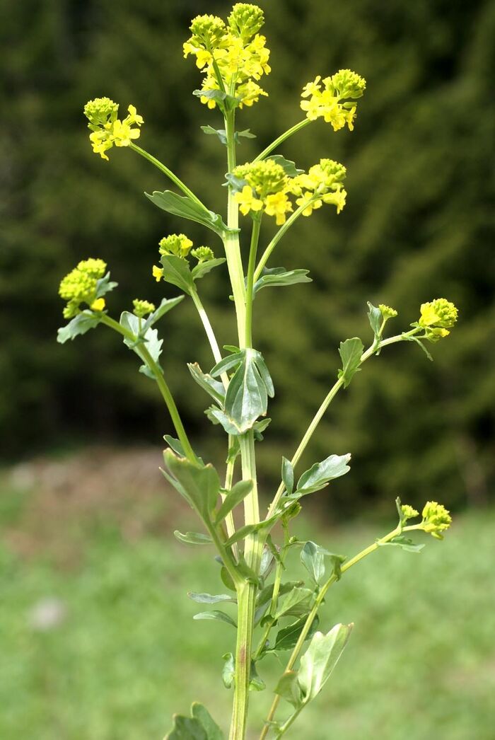 Flore de la Corse