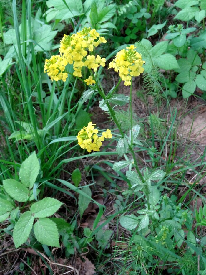 Flore de la Corse