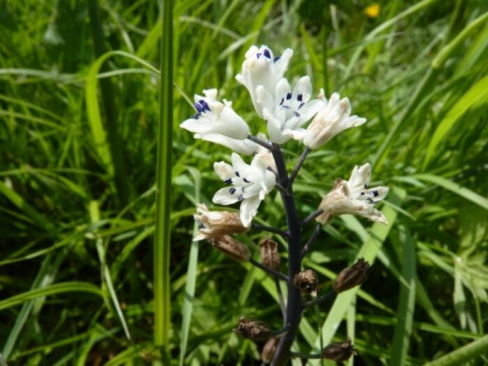 Flore de la Corse