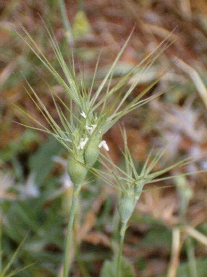 Flore de la Corse