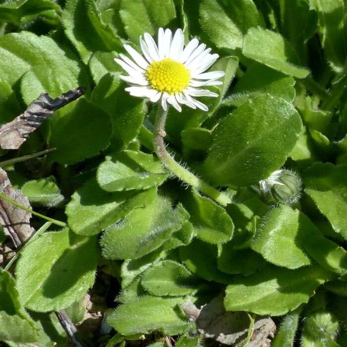 Flore de la Corse