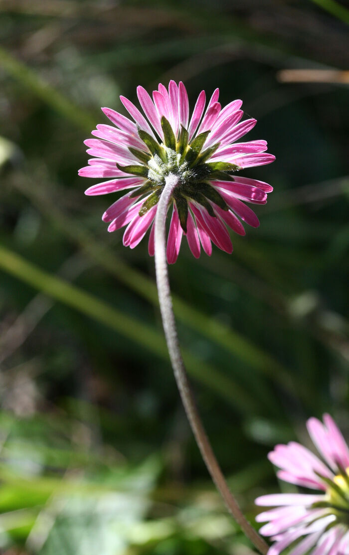 Flore de la Corse