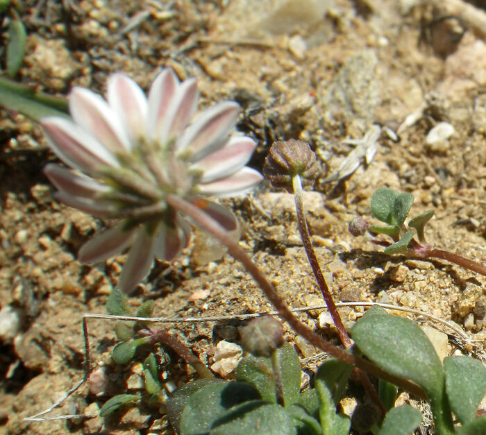 Flore de la Corse