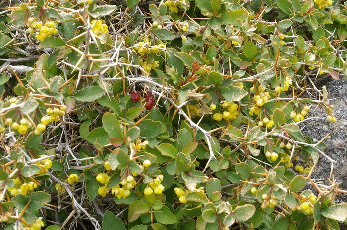 Flore de la Corse