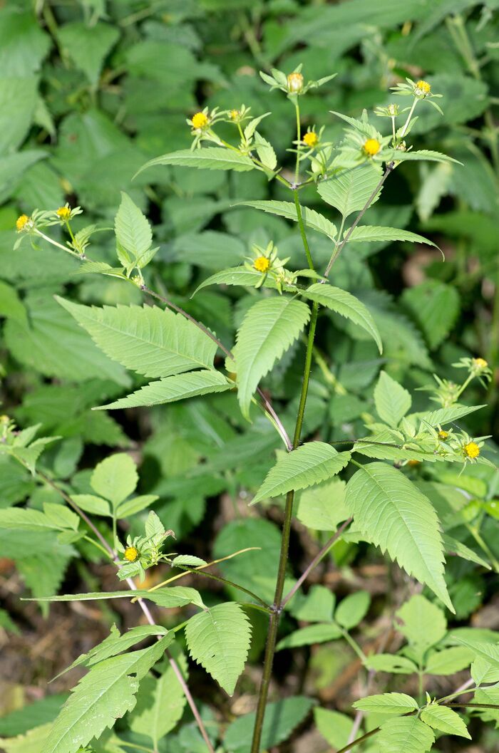 Flore de la Corse