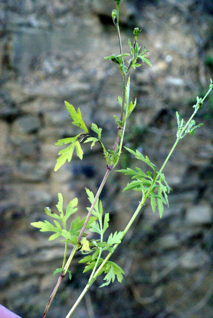 Flore de la Corse