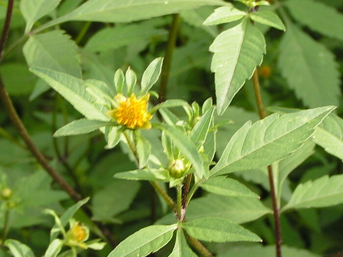 Flore de la Corse