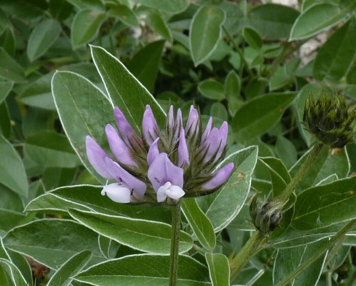 Flore de la Corse