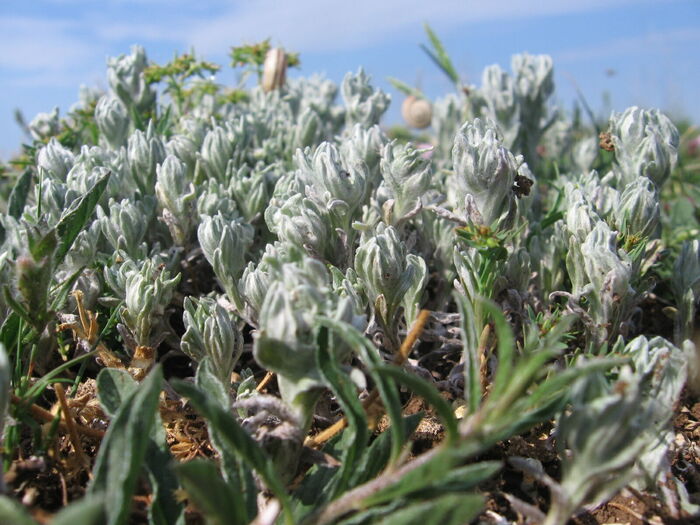 Flore de la Corse