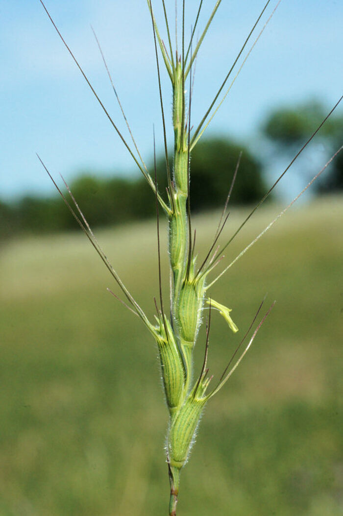 Flore de la Corse