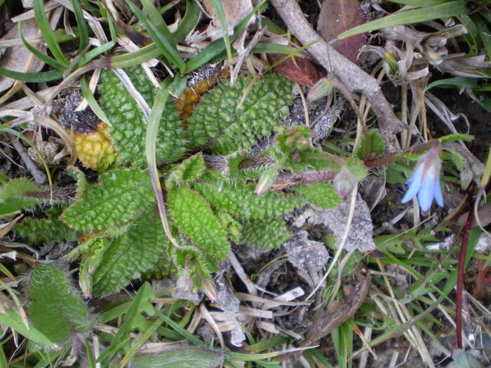 Flore de la Corse